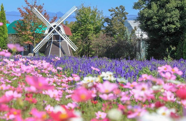 ★全日出発決定!お値下げ中!★【新宿発】高級ぶどうの王様「シャインマスカット」狩り食べ放題!富士山を望む忍野八海や富士河口湖庭園で絶景鑑賞と幻想的な天然記念物「鳴沢氷穴」探検&ワイナリー試飲欲張り日帰りバスツアー3